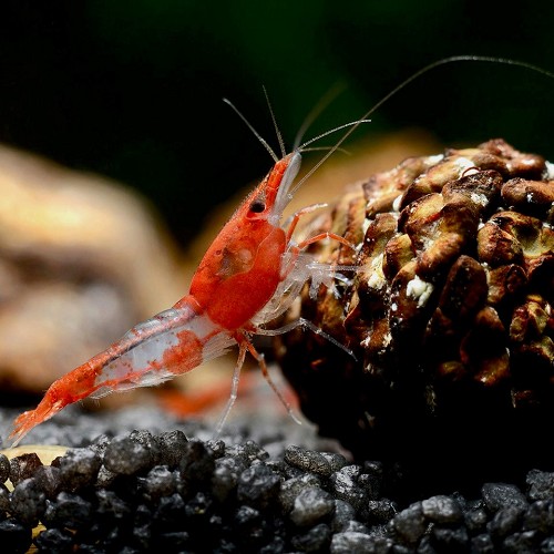 Rili shrimp (1.5-2 cm)